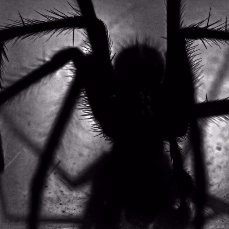 cover art for 4961: LISTEN: What are you afraid of? A survey of the UK's most common phobias had heights and spiders at the top of the list. How can you overcome your fears? Frank spoke to hypnotherapist Warren York