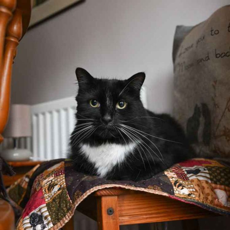 cover art for 5244: LISTEN¦ Should we ban cats from going outdoors, to protect wildlife? Frank spoke to Talk TV presenter and cat aficionado Peter Cardwell about the SNP cat curfew proposal 