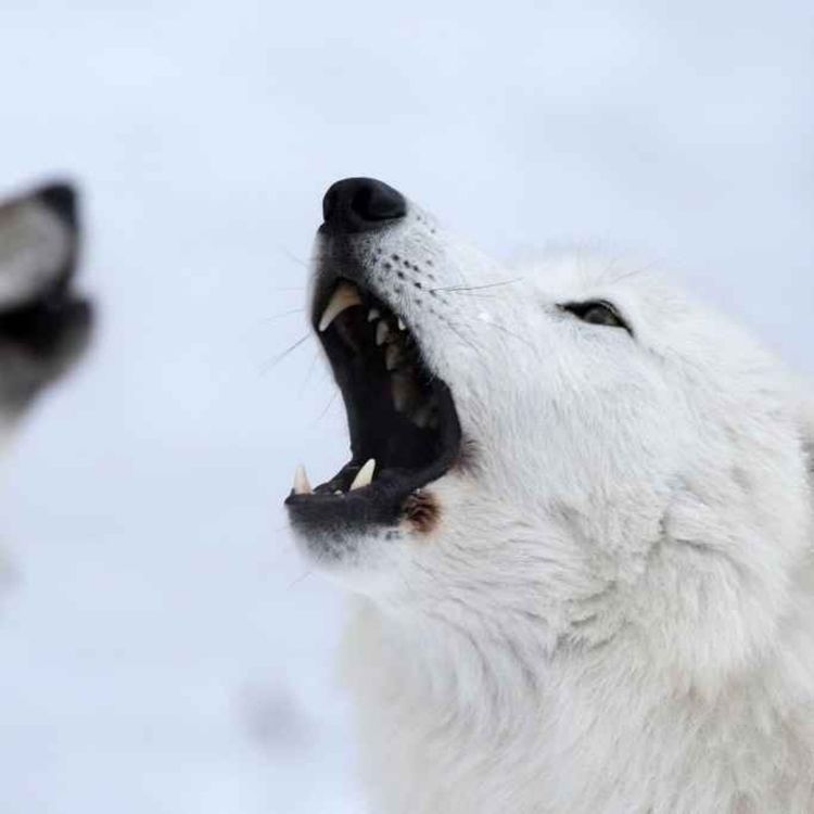 cover art for 5313: LISTEN¦ A biotech firm has successfully brought back a species of wolf from extinction. Is it a marvel of modern science or a worrying example of scientists 'playing God'? Frank spoke to animal rights campaigner Andrew Goti