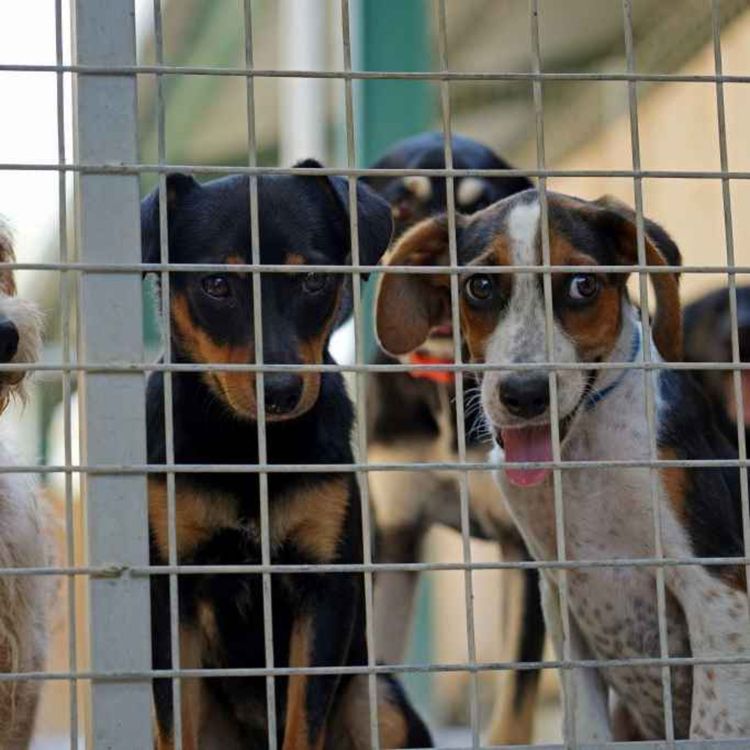 cover art for 5336: LISTEN¦ 'Out thousands of dog breeders in NI, only 48 are licensed' - Tara Cunningham from Causeway Coast Dog Rescue spoke to John about the need for much greater regulation of the dog breeding industry