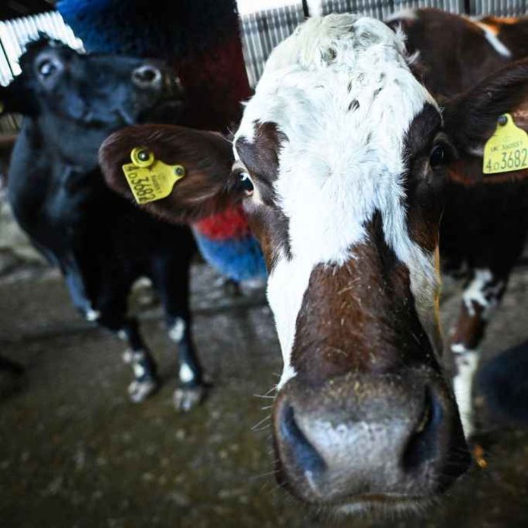 cover art for 5344: LISTEN¦ What are the causes and consequences of a rise in Bovine TB for farmers in NI? John spoke to John Kennedy from the UFU and farmer John Carson