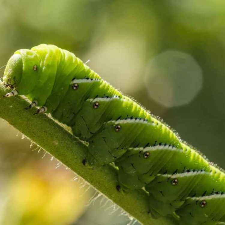 cover art for 5353: LISTEN¦ Where are thousands of caterpillars coming from and how can you get rid of them? Frank spoke to Dr Archie Murchie from AFBI about the ash sawfly, which is appearing in gardens across Belfast