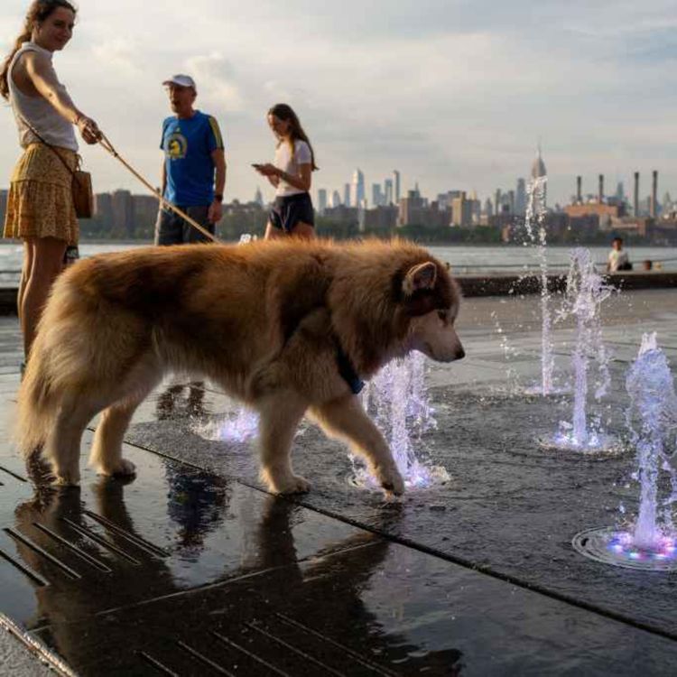 cover art for 5411: LISTEN¦ Hot weather can be dangerous for our pets - how can you keep them safe during a heatwave? Frank spoke to Tara Cunningham from Causeway Coast Dog Rescue