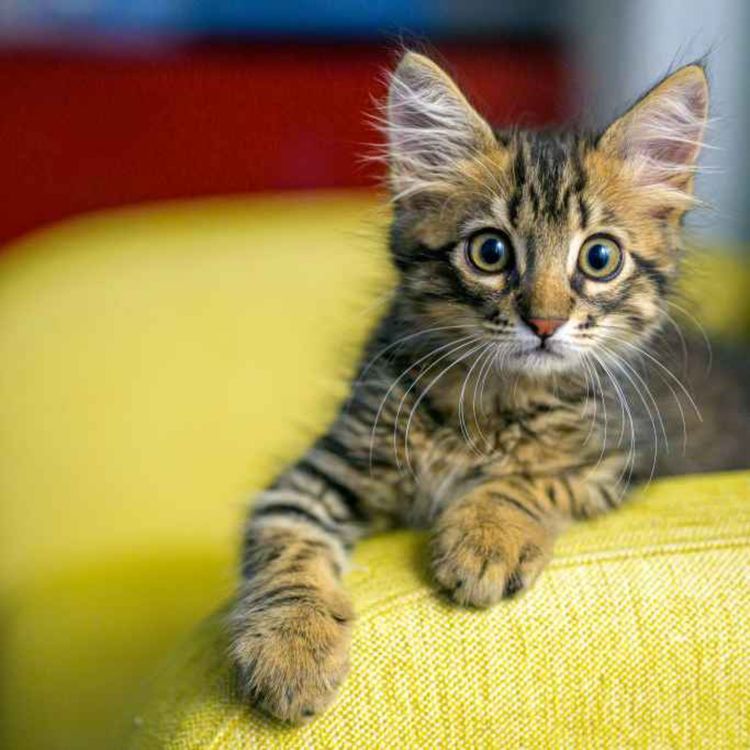 cover art for 5424: LISTEN¦ Should animal cruelty be met with harsher punishments? Online cat torture rings, sharing videos of animals being mutilated and killed have spread to the UK, with two teens appearing in court in London. Frank spoke to Siobhan from the USPCA