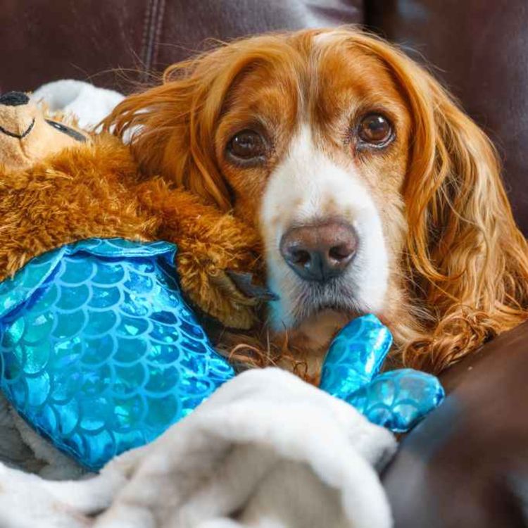 cover art for 5438: LISTEN¦ Should prison inmates have access to a 'comfort dog'? Officials insist safeguards are in place to ensure the welfare of a dog in Magilligan, but MLA and dog owner Jon Burrows has raised concerns with the justice minister