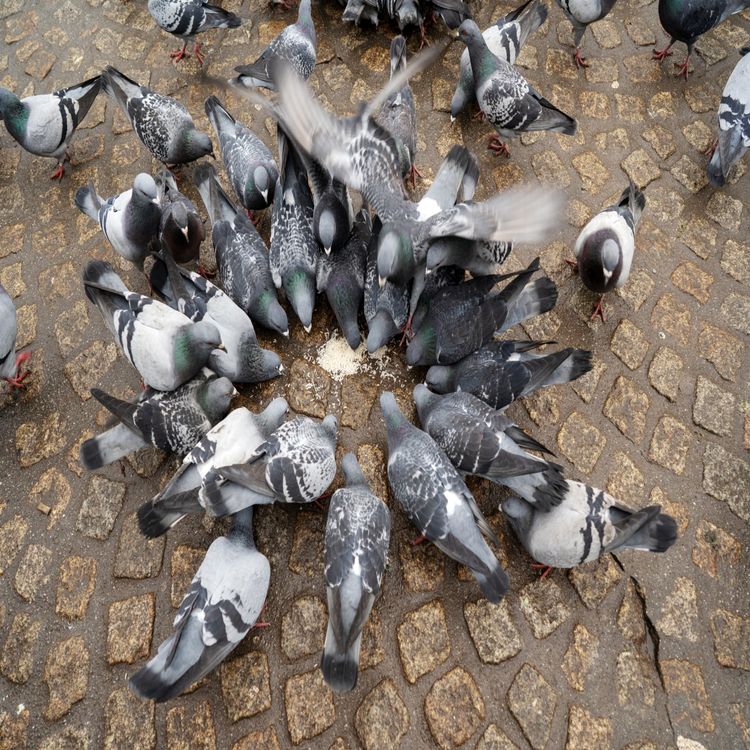 cover art for 5478: LISTEN¦ Should we fine people for feeding pigeons in public places? A woman in London was arrested fined £100 after she refused to stop feeding the birds and wouldn't give police her details. Were they too heavy handed?