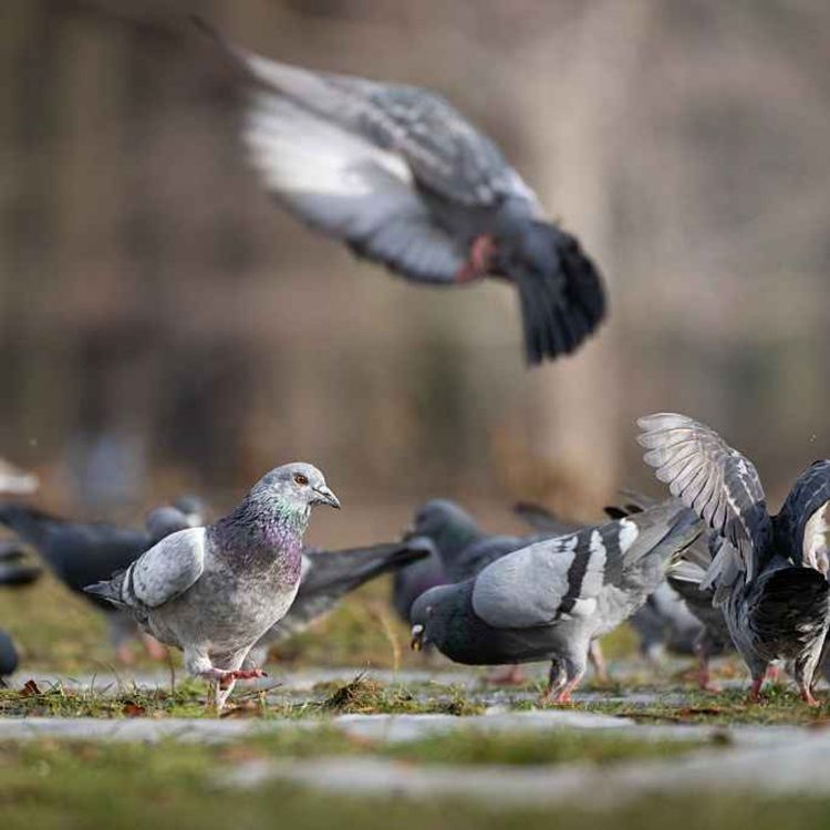 cover art for 5508: LISTEN¦ Pigeons - pest or pal? They're a common sight in our towns and cities - and not always welcomed - is it time we change how we view them? Sue Joyce from the National Pigeon Advocacy Association thinks so
