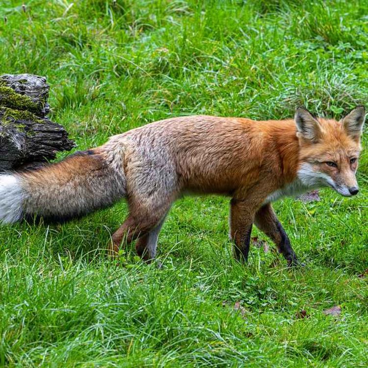 cover art for 5521: LISTEN¦ Should fox hunting be banned? A bill has been brought at Stormont, five years on from the last attempt to outlaw hunting with dogs. Frank spoke to the bill's sponsor, Alliance's John Blair