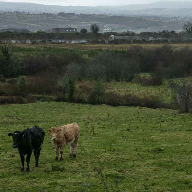 cover art for 5550: LISTEN¦ A councillor has raised concerns and a review has been ordered after around 50 cattle were shot dead at a farm in Tyrone, while members of the public watched, as part of a government-ordered enforcement operation