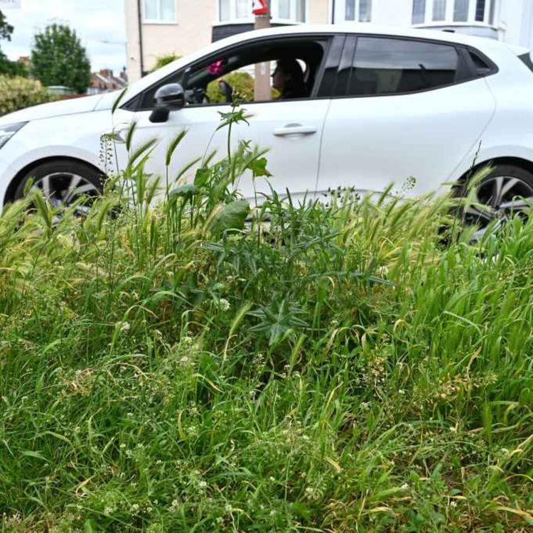 cover art for 6668: LISTEN¦ Should we be cutting overgrown grass verges outside our homes? UUP MLA John Stewart has challenged the infrastructure minister over the state of public spaces. Should we take matters into our own hands?