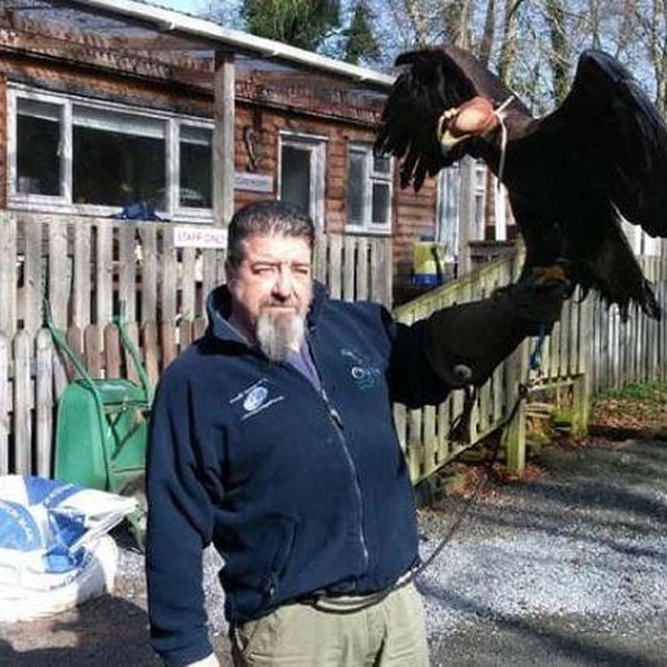 cover art for 4368: LISTEN ¦ Search for Griff the golden eagle who's missing from bird sanctuary in Co Antrim