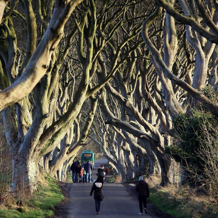 cover art for 4339: LISTEN ¦ Call for urgent action at Dark Hedges junction after latest crash involving tourists