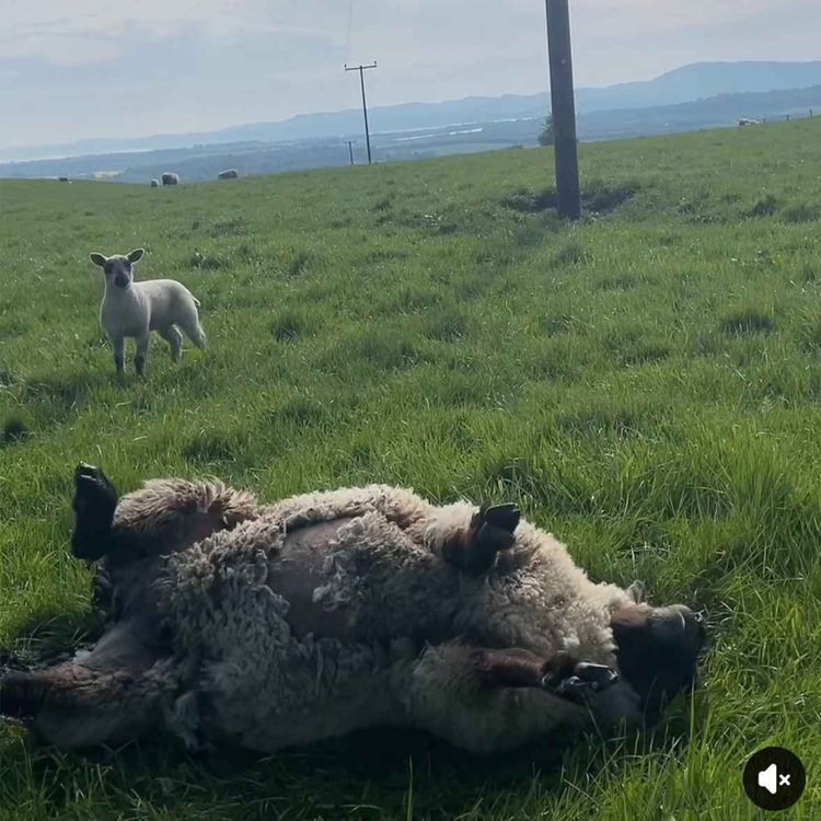 cover art for 38. Gasiga får på rygg