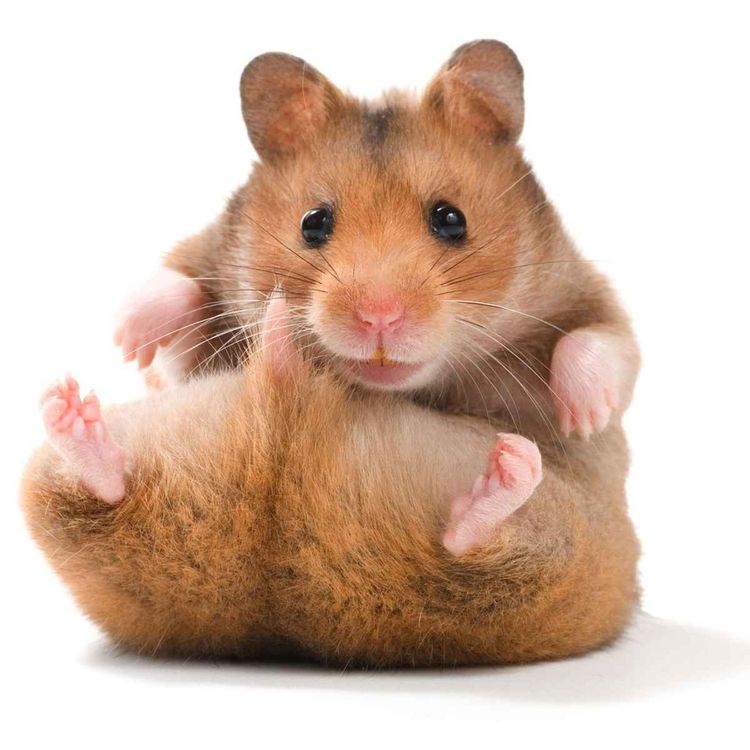 cover art for 82. Hamsterförsäljare