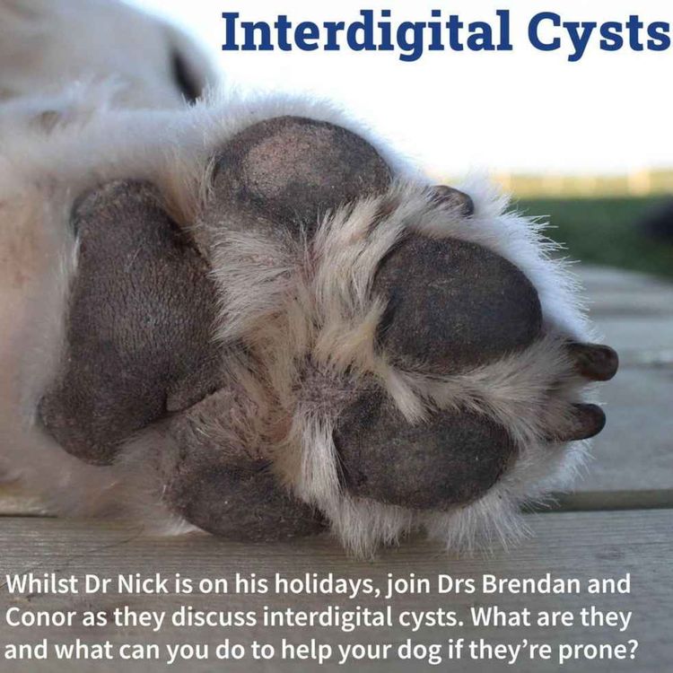 cover art for Interdigital Cysts