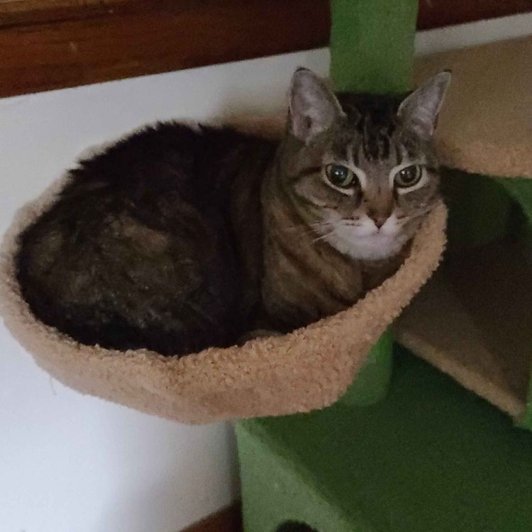 cover art for Don't Call it a Comeback