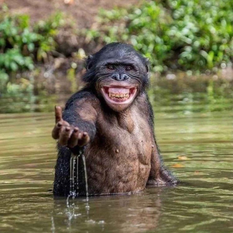 cover art for ChimpWar (ft. Kelly)