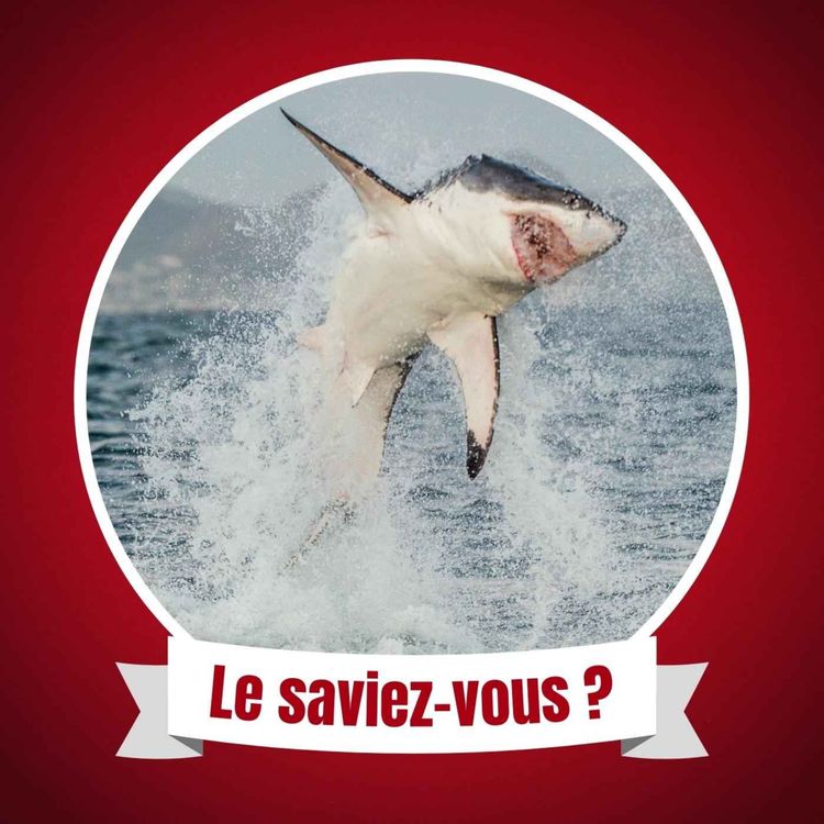 cover art for Une séquence "Jumping the Shark", c'est quoi ?