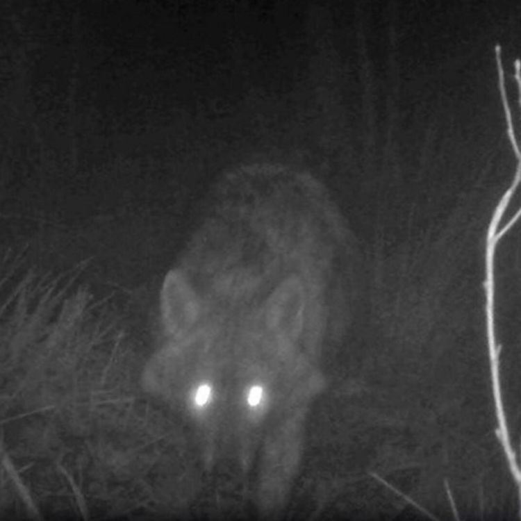 cover art for Encuentros Aterradores con Skinwalkers vol. 4