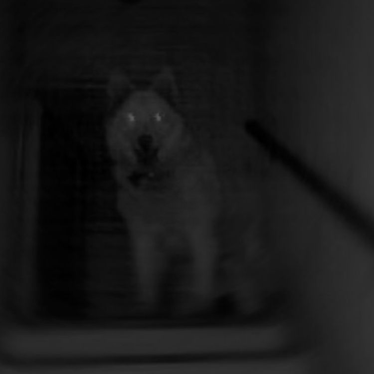 cover art for Experiencias Aterradoras con Mascotas Vol. 1