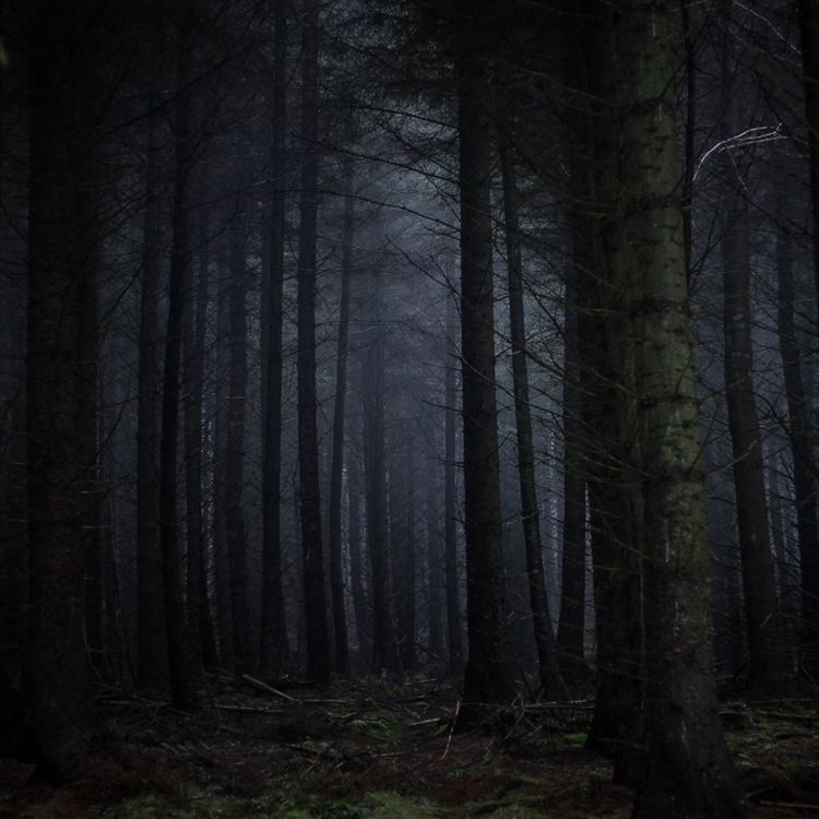 cover art for RELATOS ATERRADORES DE CAZADORES Y GUARDABOSQUES