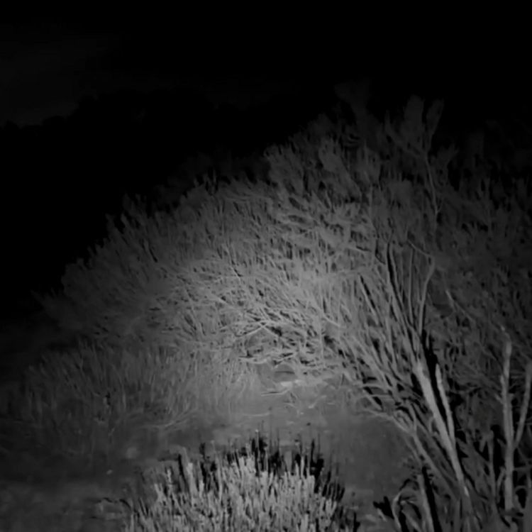 cover art for Experiencia aterradora de trailero | Lo que durmió conmigo esa noche NO era una mujer