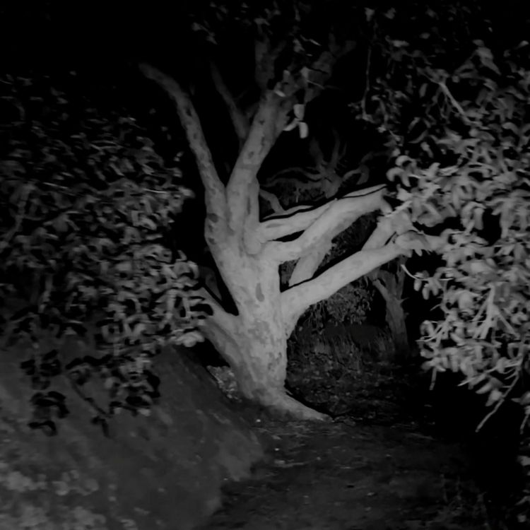 cover art for Hay algo INHUMANO acechando en el bosque