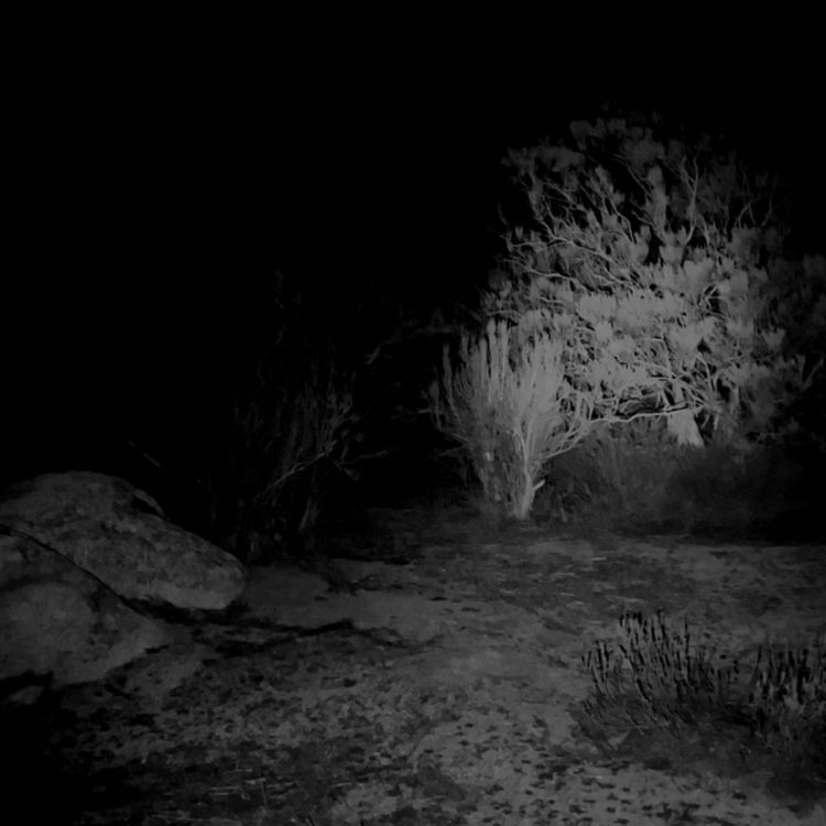 cover art for La criatura de la rapadura | Relatos ATERRADORES de suscriptores