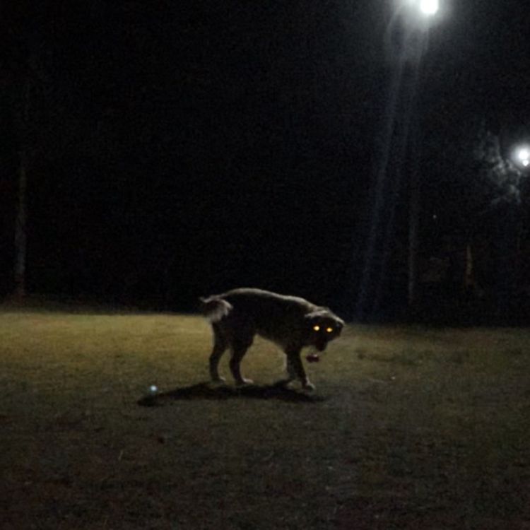 cover art for El perro de mis abuelos ME HABLÓ | 2 Relatos de verdadero terror