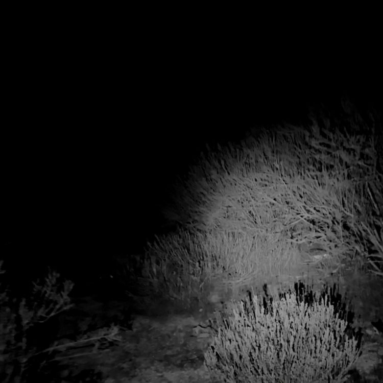 cover art for La razón por la que me niego a volver a cazar (historias de terror de suscriptores)