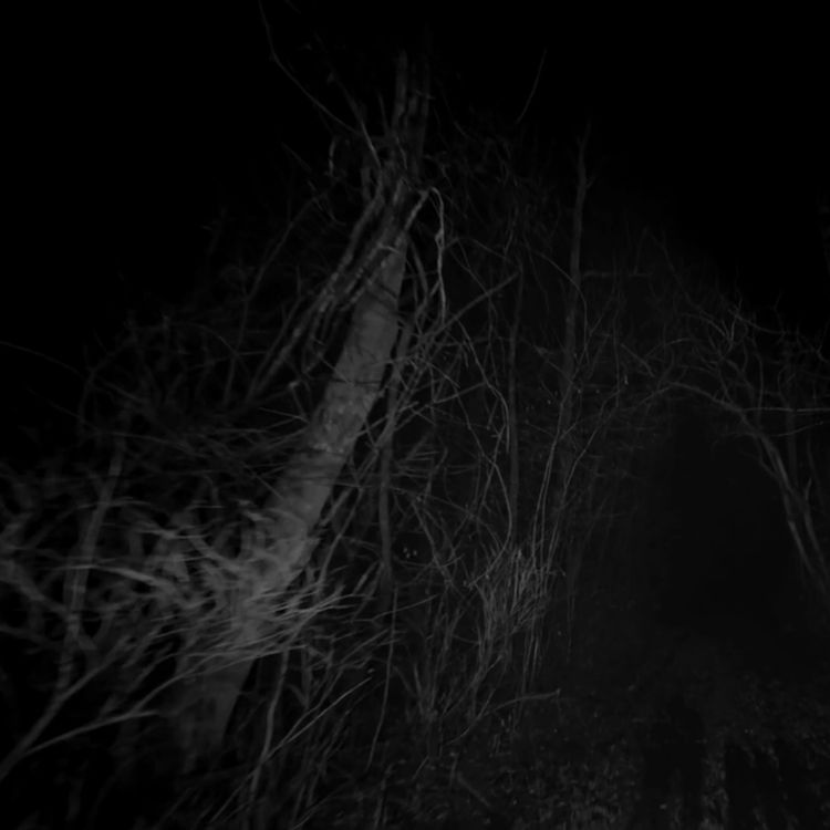 cover art for NO HAGAS CASO A LOS ÁRBOLES BLANCOS: Dos historias de terror del campo