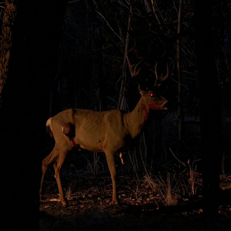 cover art for NO SILBES DE NOCHE: Encuentros aterradores con Skinwalkers