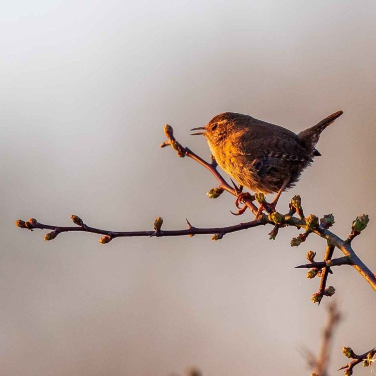cover art for An early start at Heligan