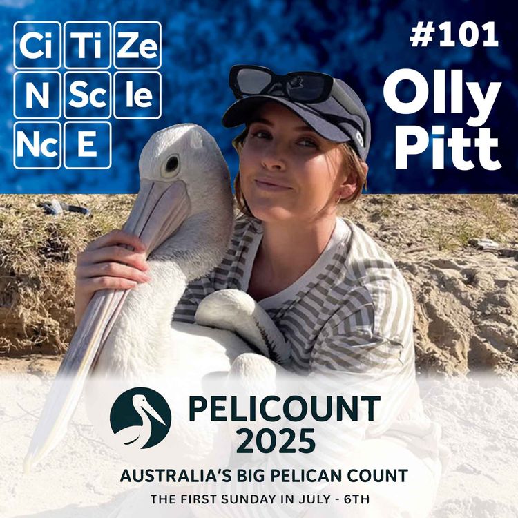 cover art for #101 Counting for Conservation: A National Effort to Watch Over Australia’s Pelicans with Olly Pitt