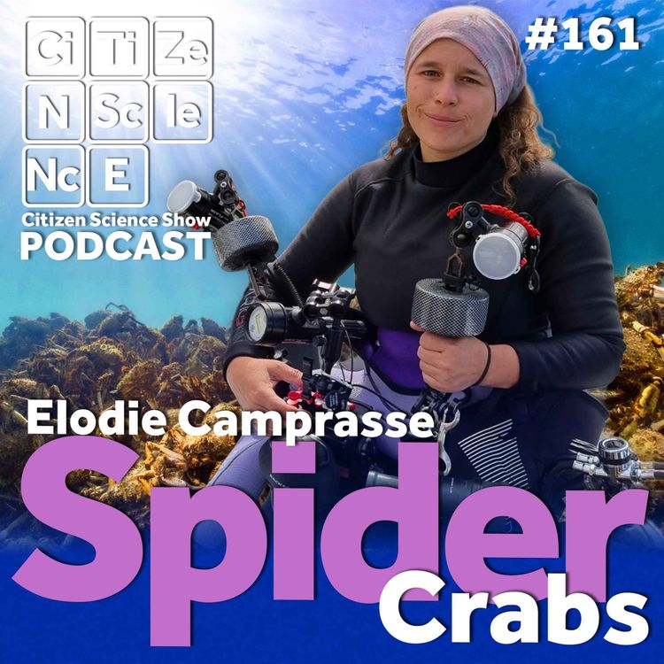cover art for #161 The Enigma of the Great Spider Crab with Elodie Camprasse