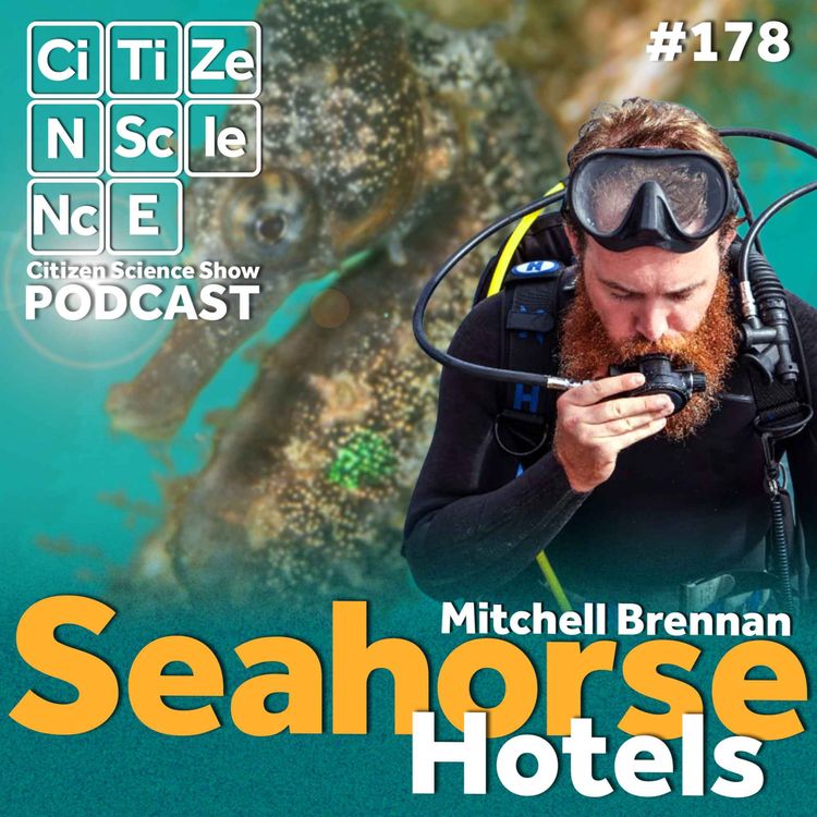 cover art for #178 Building Hotels for an Endangered Icon: Inside Sydney's Seahorse Conservation Project with Mitch Brennan