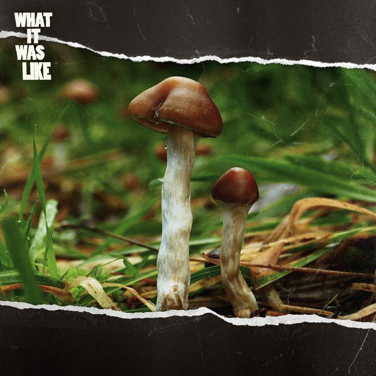 cover art for What Happens When Religious Leaders Take Magic Mushrooms?