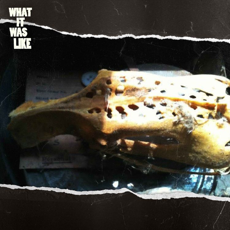 cover art for What We Found Hidden in our Walls