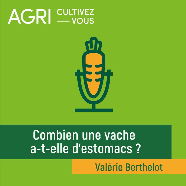 cover art for Combien une vache a-t-elle d'estomacs ? 