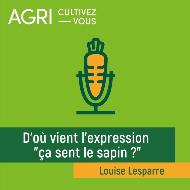 cover art for D'où vient l'expression ça sent le sapin ? 