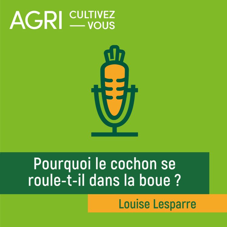 cover art for Pourquoi le cochon se roule-t-il dans la boue ?