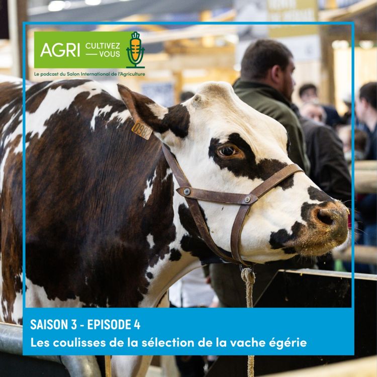 cover art for Les coulisses de la sélection de la vache égérie