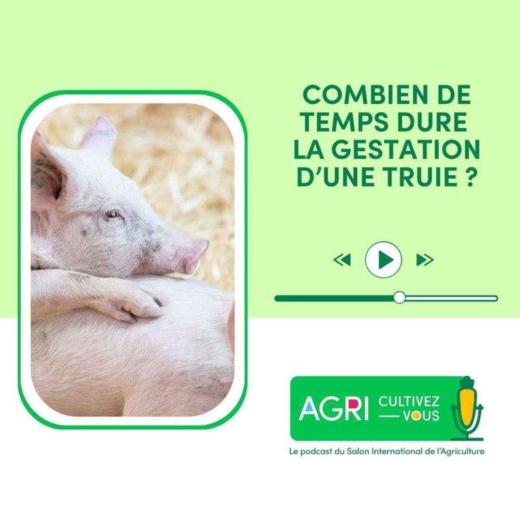 cover art for Combien de temps dure la gestation d'une truie ?