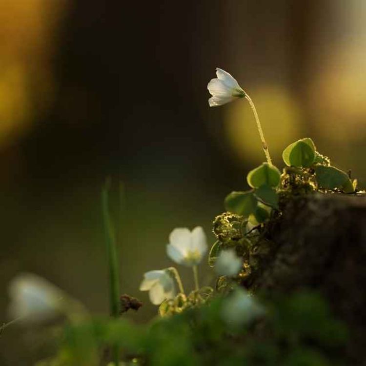 cover art for Millionen Jahre - Der Igeloxterix