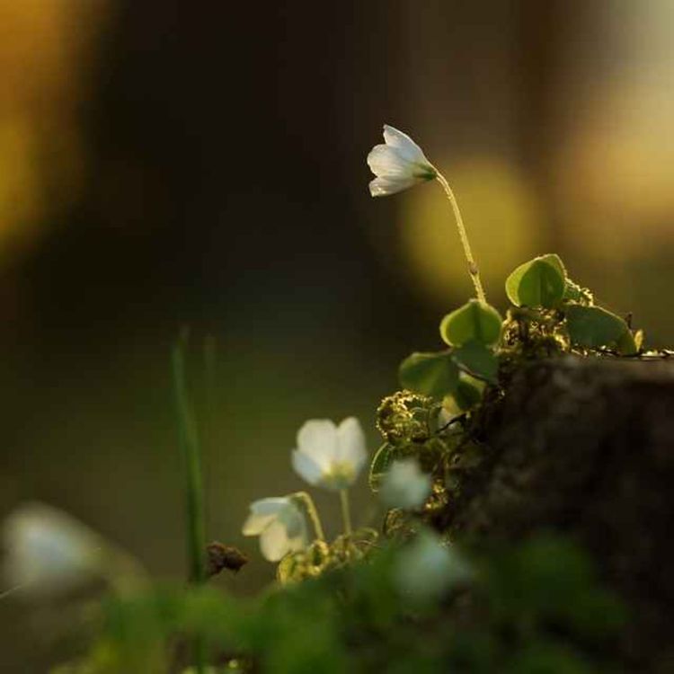 cover art for Carcaville und das weite Land