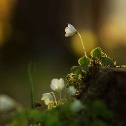 cover art for Die Igel von Carcaville