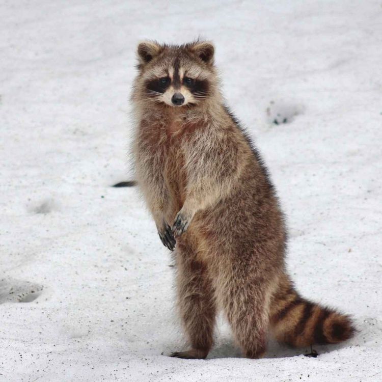 cover art for This is Why You DON'T Cry "WOLF!"