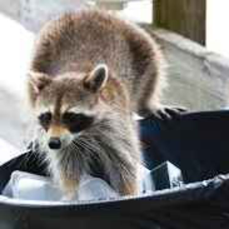 cover art for Weighed in the Scales, and Found Wanting