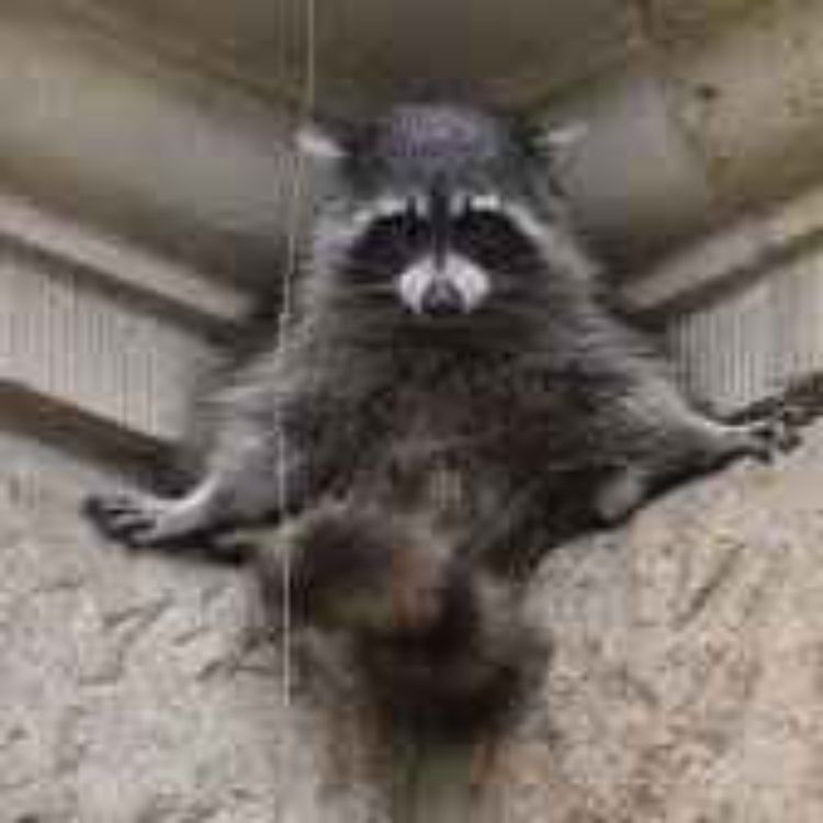 cover art for Pact of the Catacombs