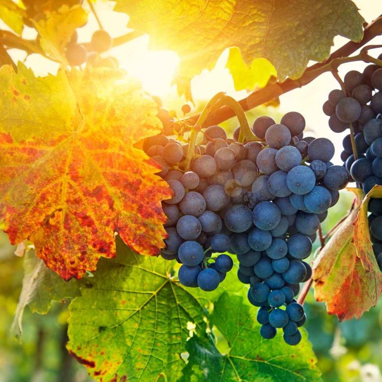 cover art for Abide In Christ, by Andrew Murray